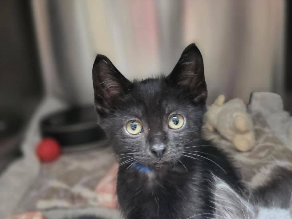 Scottsdale - Domestic Short Hair cat available for adoption at Edmonton Humane Society in Edmonton (1 of 3)
