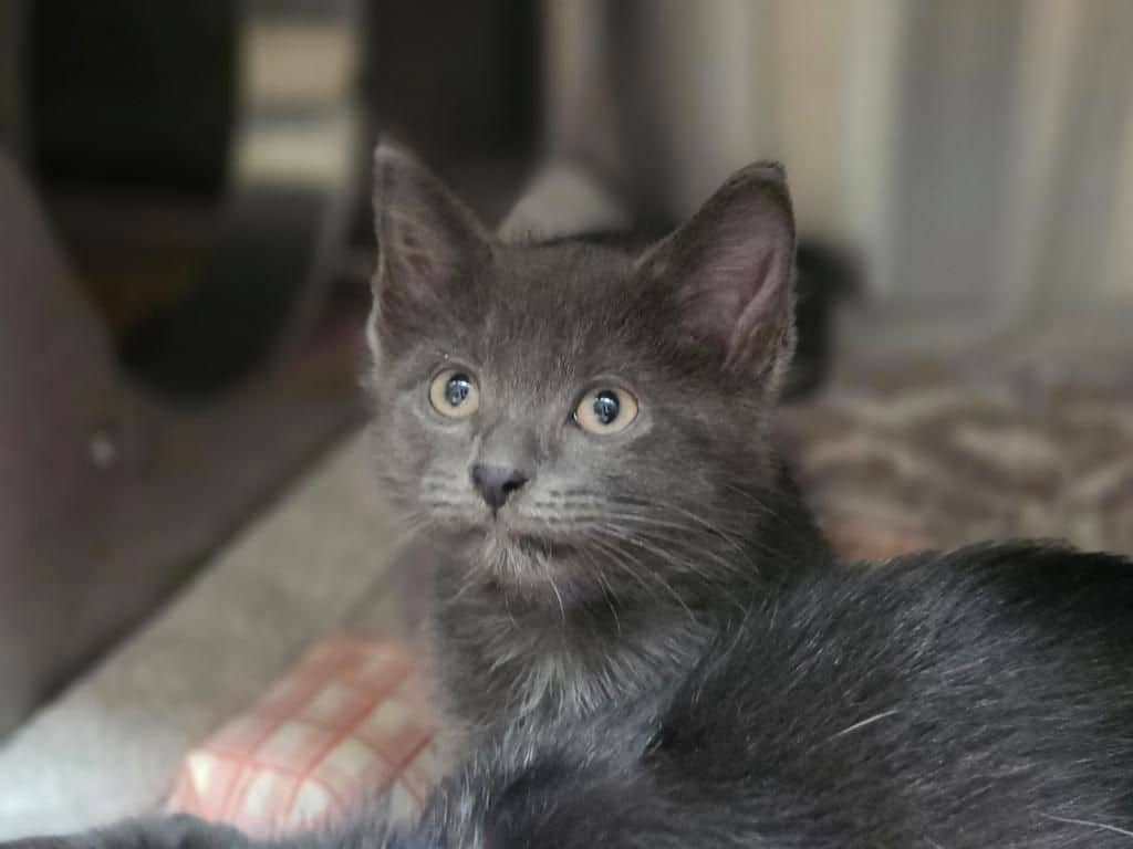 Tucson - Domestic Short Hair cat available for adoption at Edmonton Humane Society in Edmonton (1 of 3)