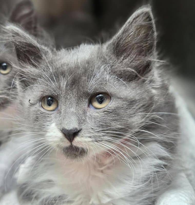 Sedona - Domestic Medium Hair available for adoption