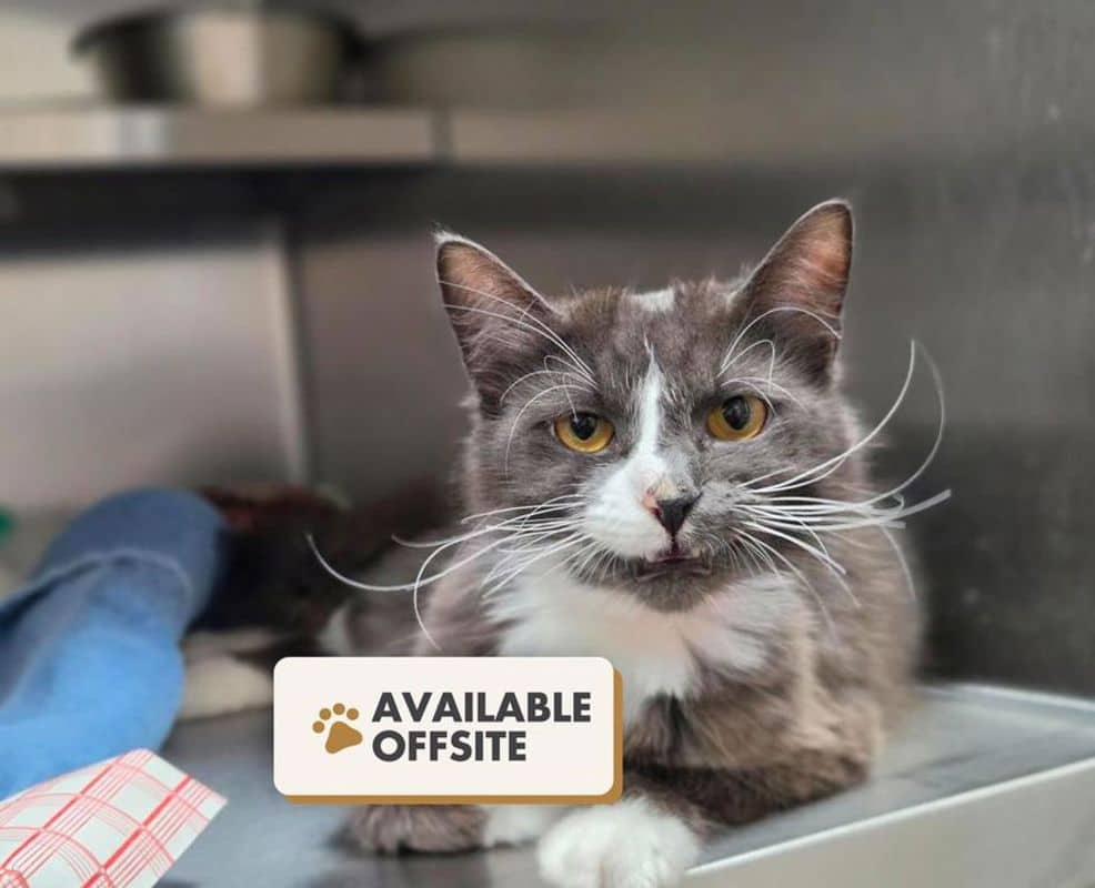 Arizona - Domestic Medium Hair cat available for adoption at Edmonton Humane Society in Edmonton (1 of 7)