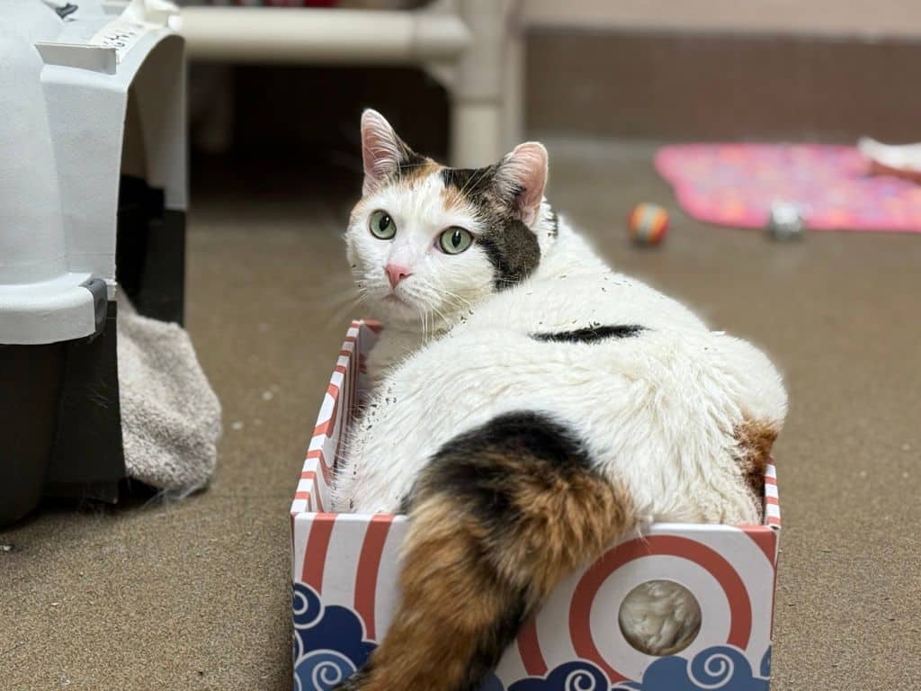 Toulie - Domestic Short Hair cat available for adoption at Edmonton Humane Society in Edmonton (1 of 7)