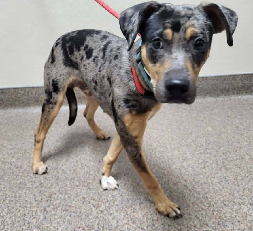 Courage - Mixed Breed available for adoption at Edmonton Humane Society in Edmonton