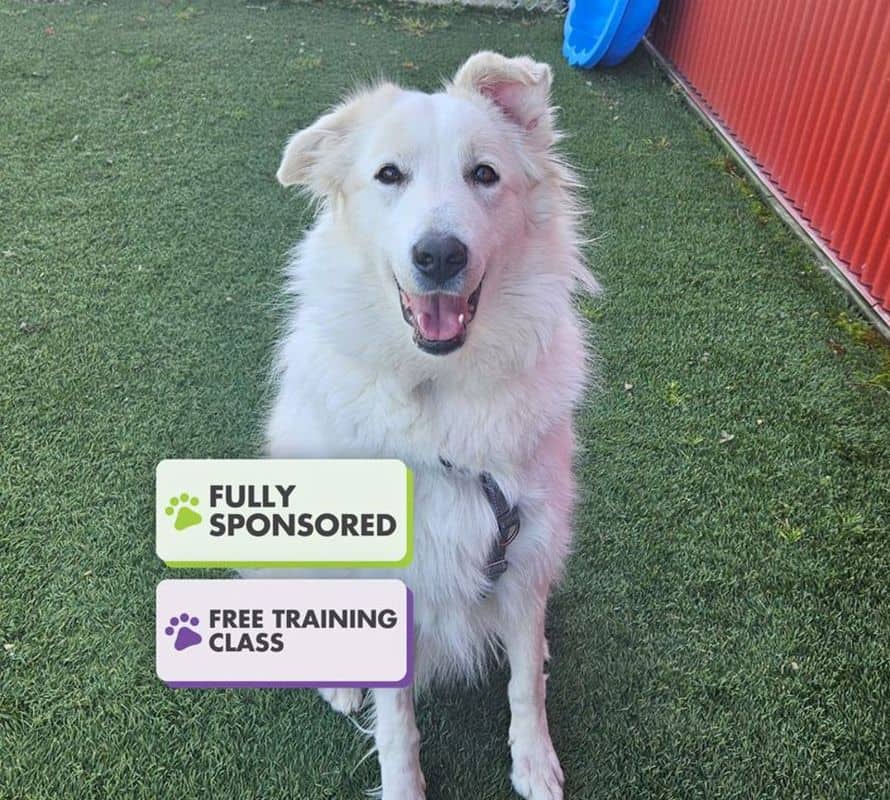 Winter - Great Pyrenees available for adoption
