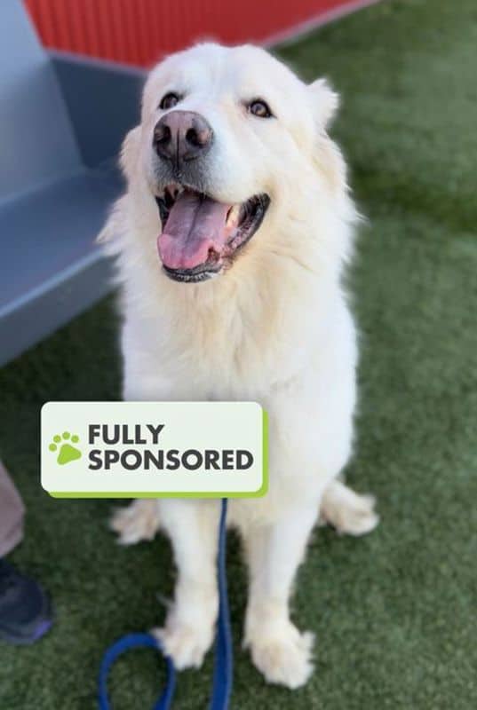 Farm Friend: Martha - Great Pyrenees available for adoption