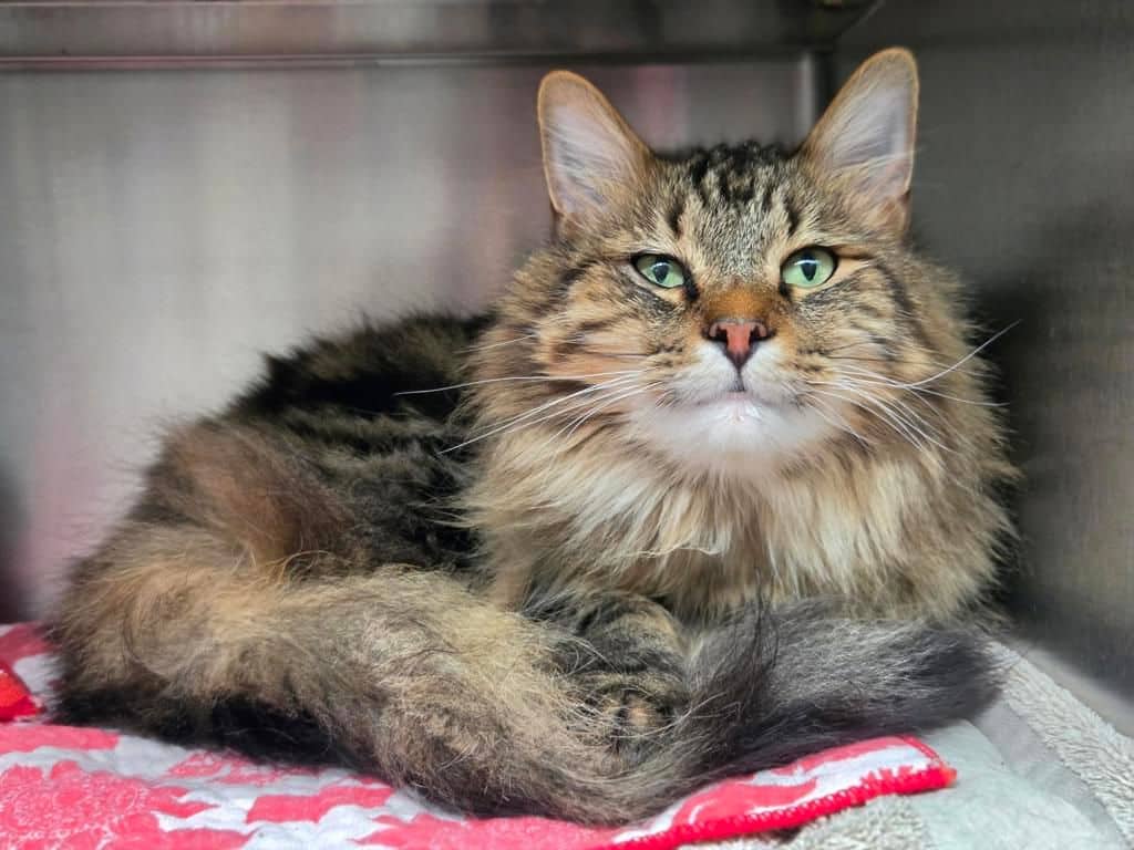 Vulcan - Domestic Medium Hair cat available for adoption at Edmonton Humane Society in Edmonton (1 of 7)