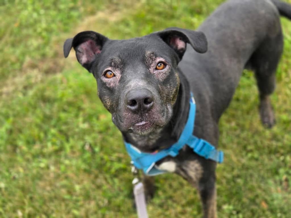Sam - American Staffordshire Terrier available for adoption at Edmonton Humane Society in Edmonton (1 of 6)