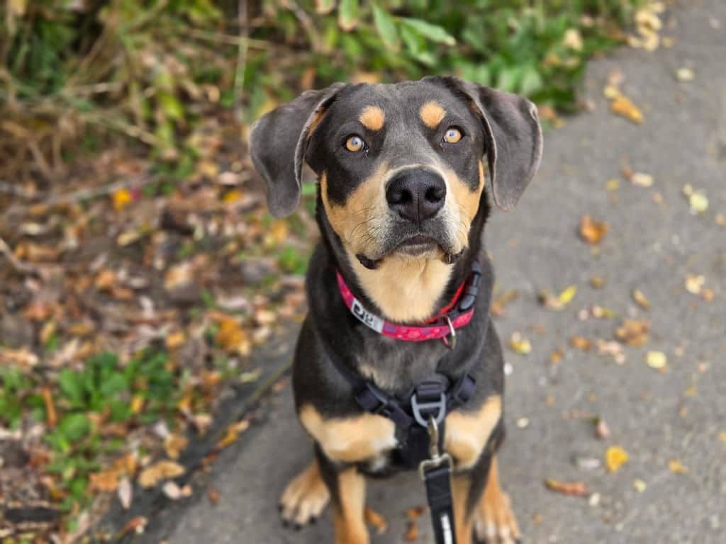 Josie - Catahoula Leopard Dog available for adoption at Edmonton Humane Society in Edmonton (1 of 7)