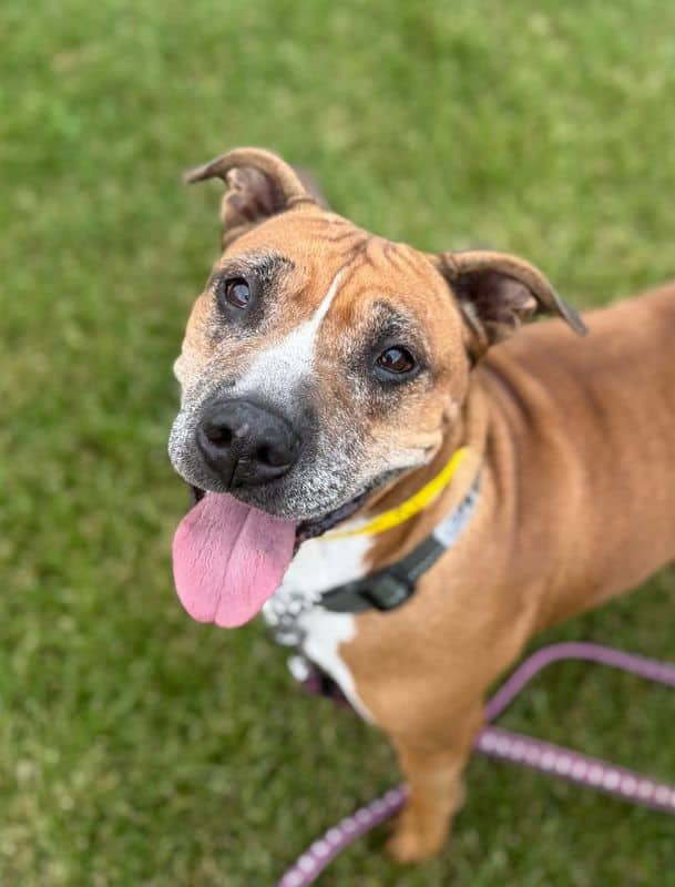 Padovani - American Staffordshire Terrier available for adoption at Edmonton Humane Society in Edmonton (1 of 4)