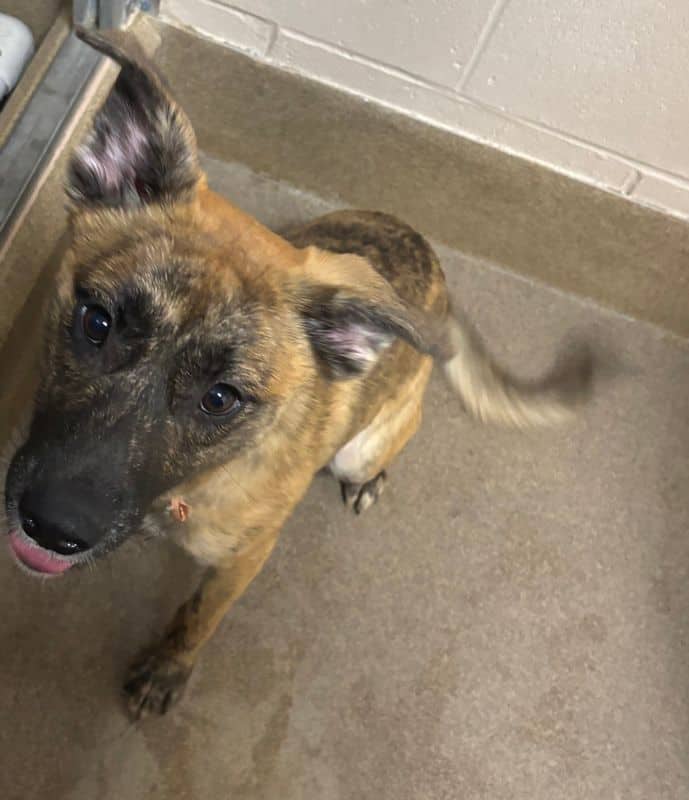 Rumi - Shepherd available for adoption at Edmonton Humane Society in Edmonton (1 of 4)