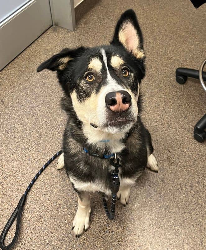 Tex Mex - Siberian Husky available for adoption at Edmonton Humane Society in Edmonton