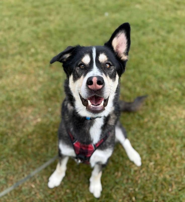 Tex Mex - Siberian Husky available for adoption