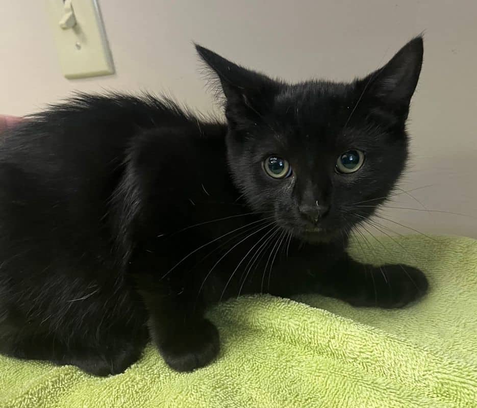Hurricane - Domestic Short Hair cat available for adoption at Edmonton Humane Society in Edmonton