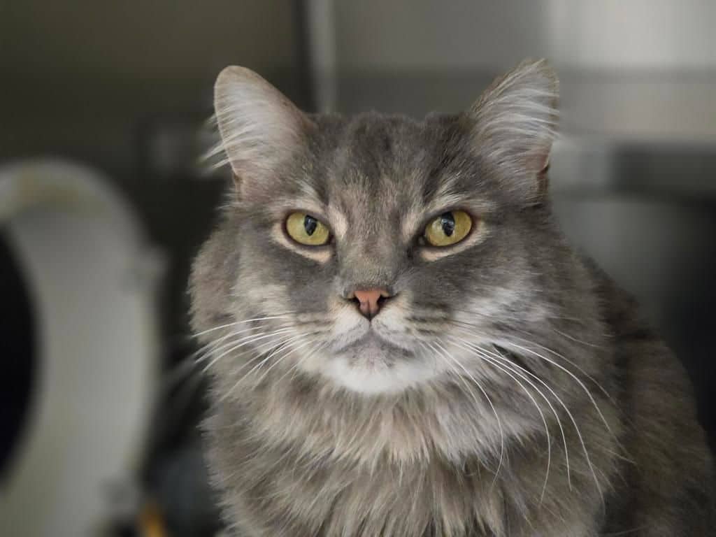 Maki - Domestic Medium Hair cat available for adoption at Edmonton Humane Society in Edmonton (1 of 7)