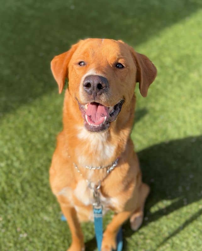 Theo - Labrador Retriever - Nova Scotia Duck Tolling Retriever available for adoption in Alberta