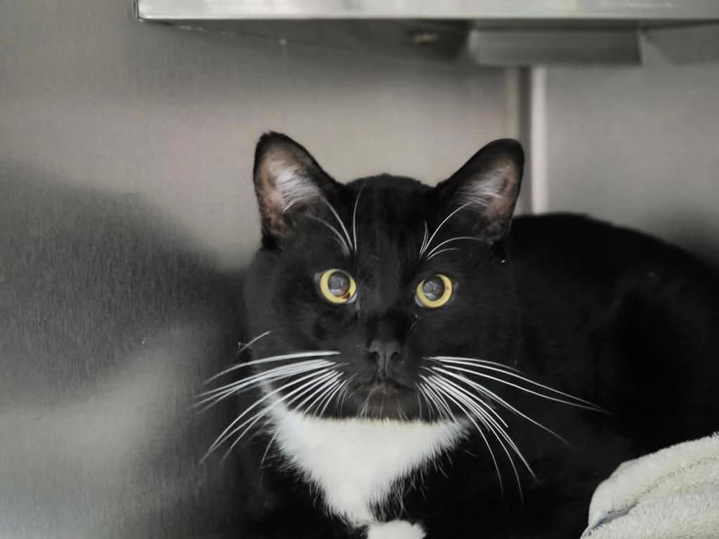 Abbott - Domestic Short Hair cat available for adoption at Edmonton Humane Society in Edmonton (1 of 7)
