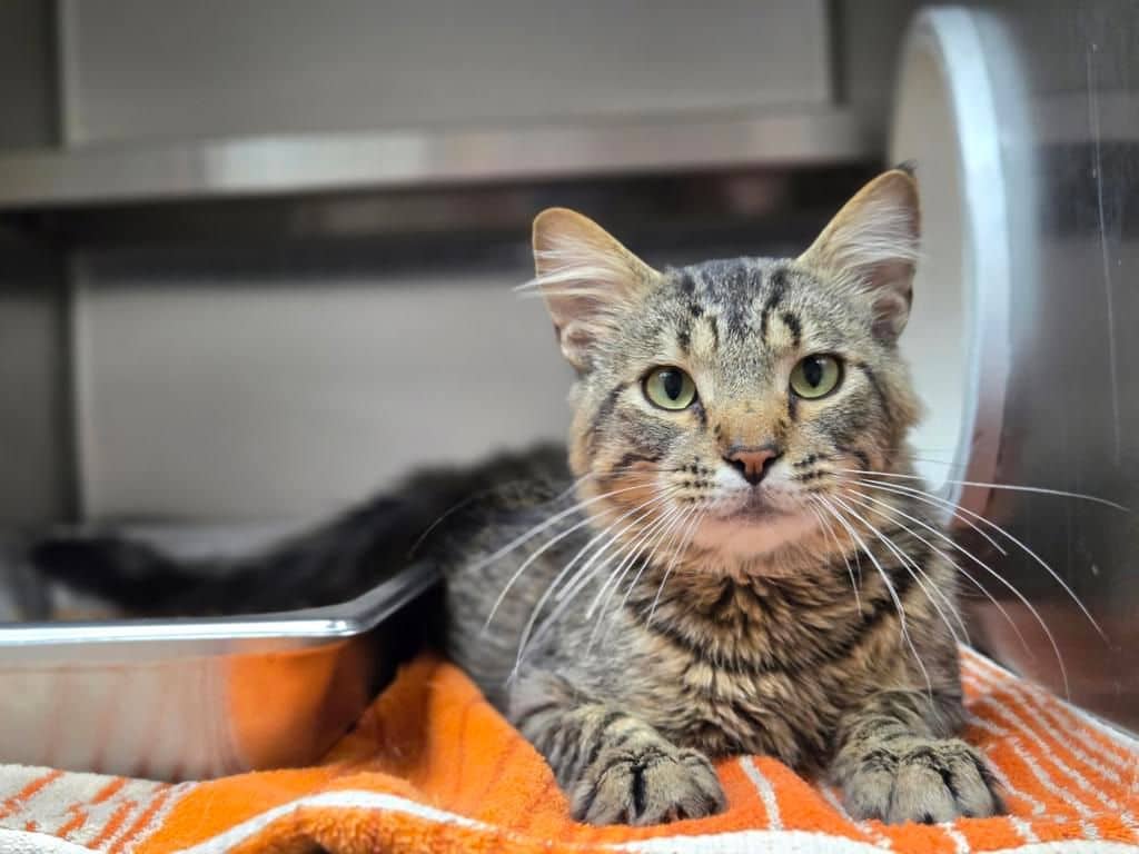 Rocko - Domestic Short Hair cat available for adoption at Edmonton Humane Society in Edmonton (1 of 5)