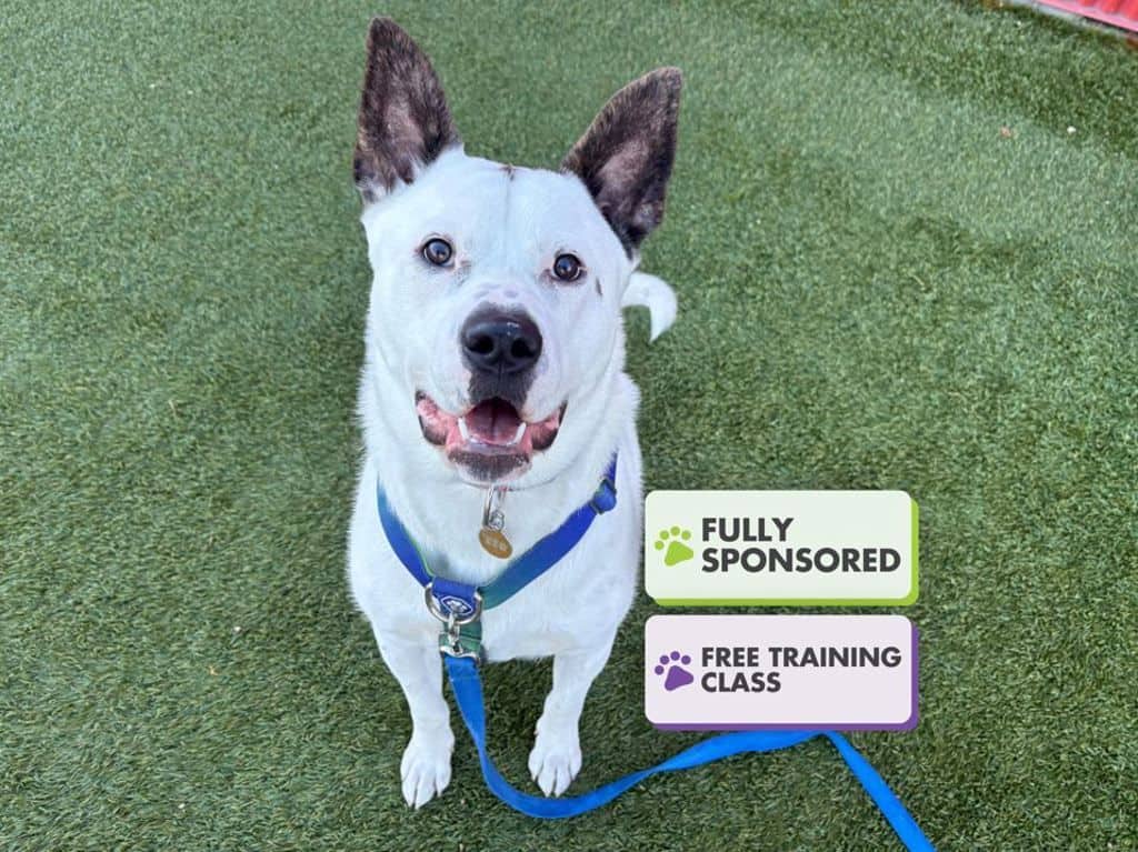 Leeman - Large Cross Breed available for adoption in Calgary