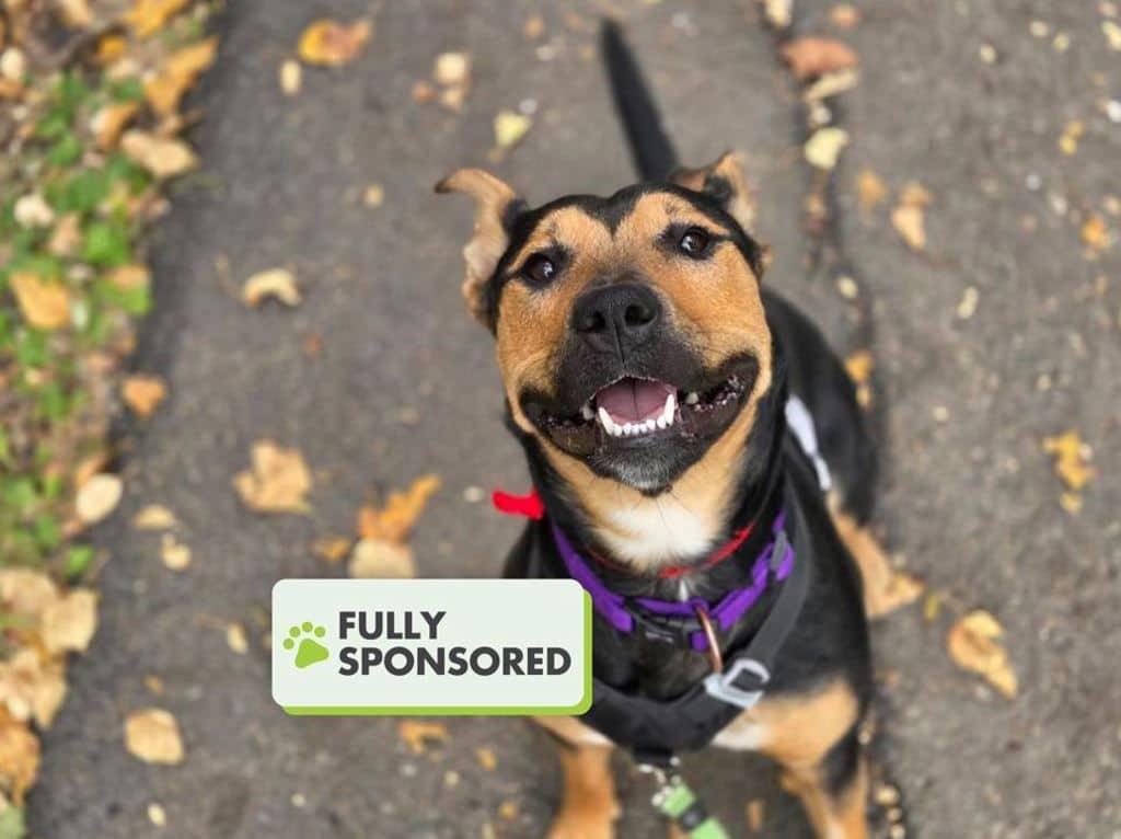 Willow - American Pit Bull Terrier - Rottweiler available for adoption