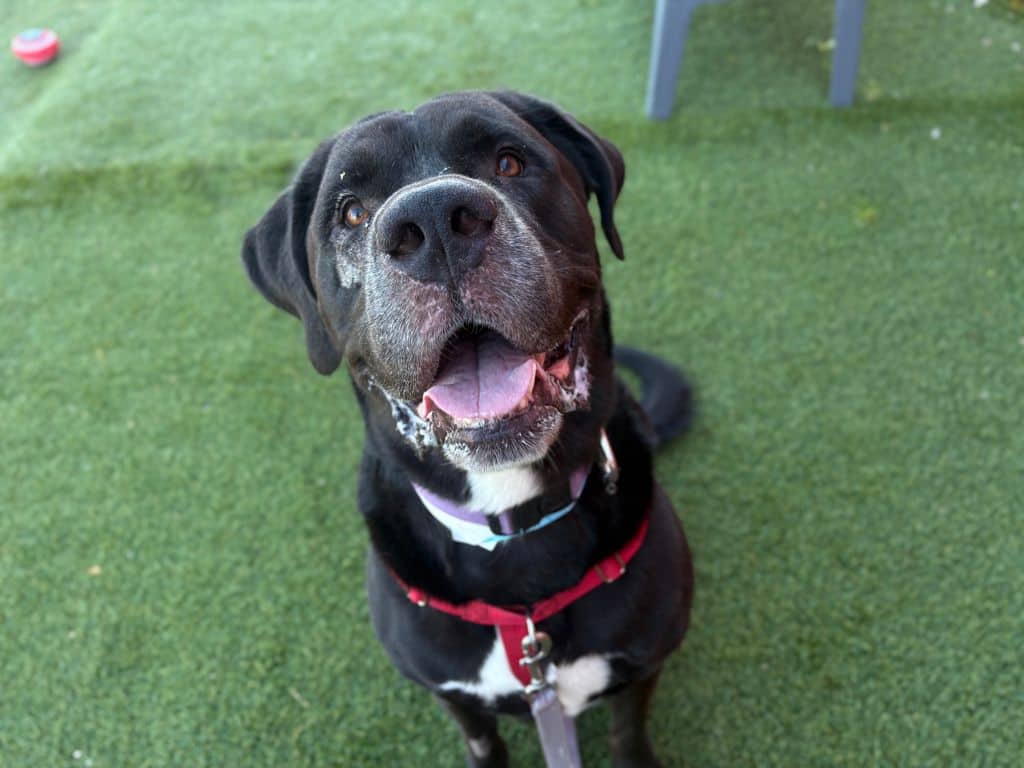 Baron - Bullmastiff - Labrador Retriever available for adoption at Edmonton Humane Society in Edmonton (1 of 7)