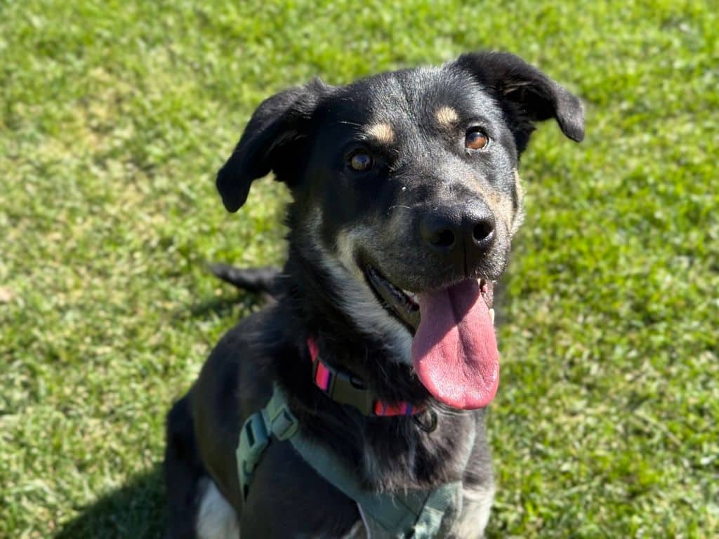 Poppy - Shepherd available for adoption at Edmonton Humane Society in Edmonton (1 of 7)