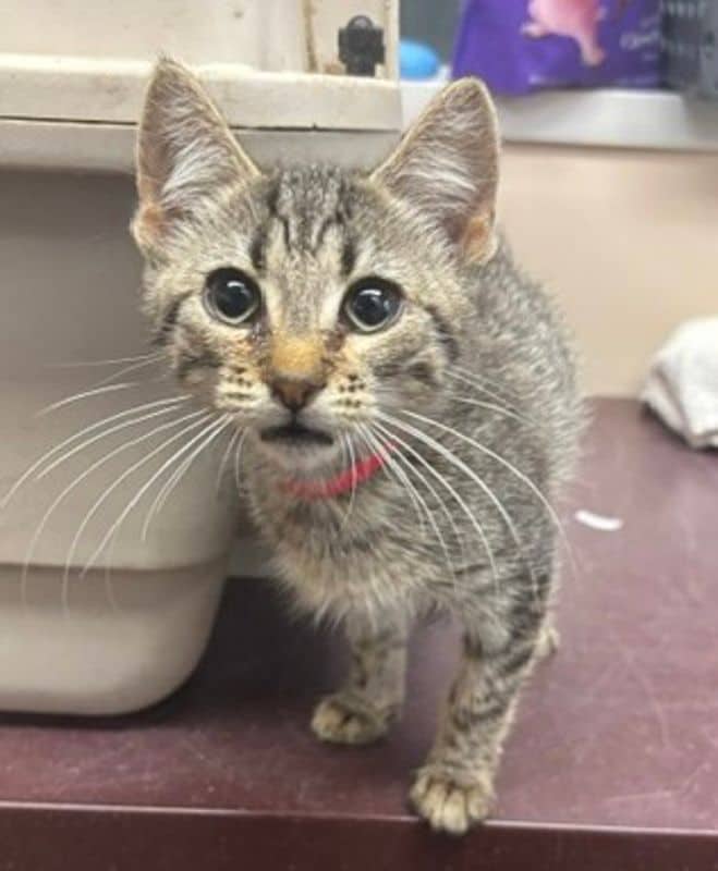 Peony - Domestic Short Hair cat available for adoption at Edmonton Humane Society in Edmonton