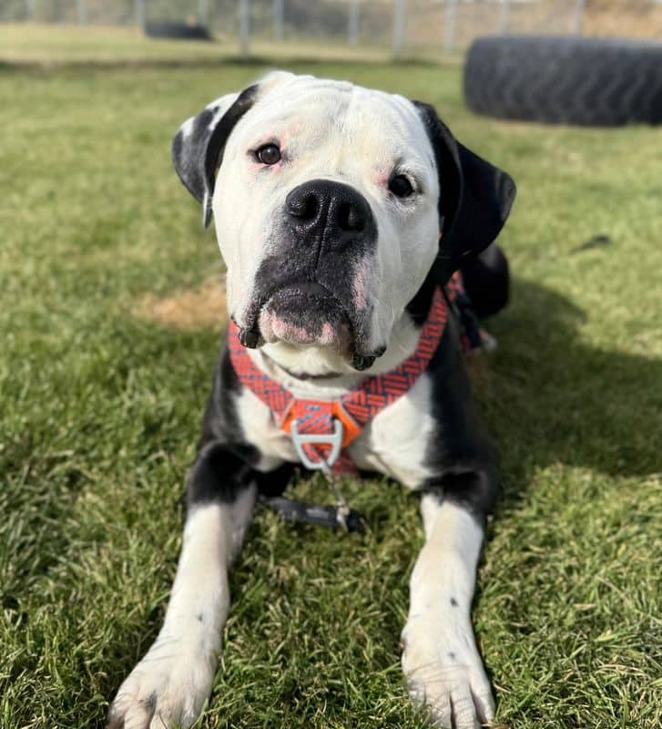 Panda - Bullmastiff available for adoption at Edmonton Humane Society in Edmonton (1 of 7)