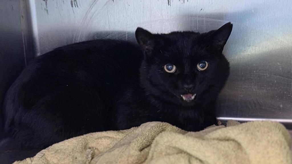 Brook - Domestic Short Hair cat available for adoption at Edmonton Humane Society in Edmonton (1 of 6)