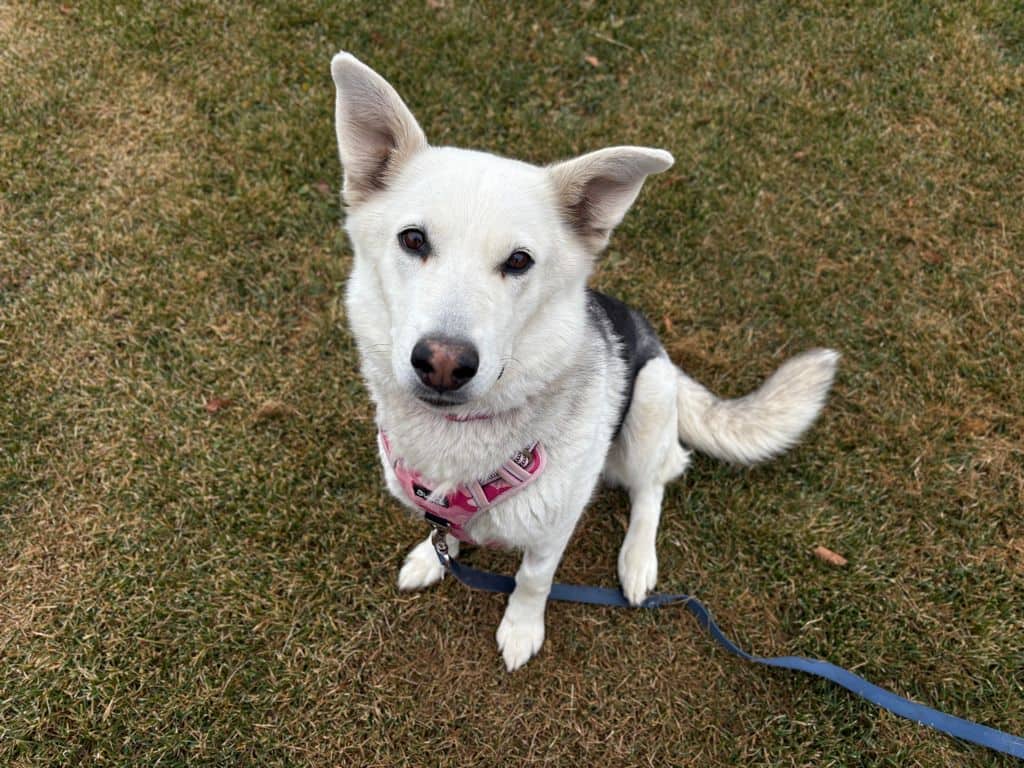 Chinook - Alaskan Malamute available for adoption at Edmonton Humane Society in Edmonton (1 of 5)