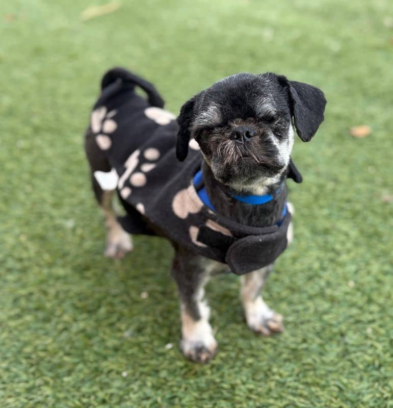 Horton - Shih Tzu available for adoption at Edmonton Humane Society in Edmonton (1 of 7)