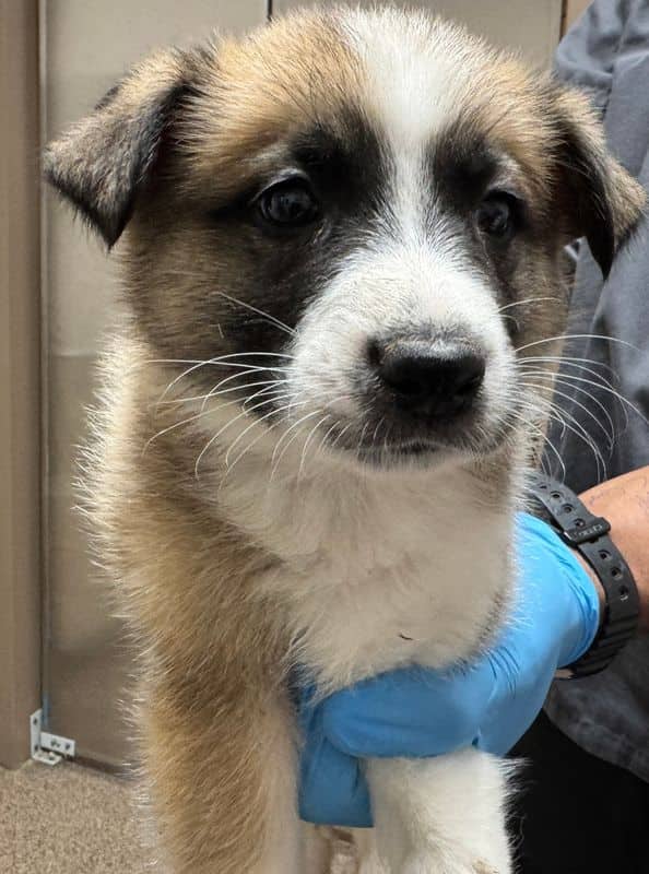 Peter - Large Cross Breed available for adoption
