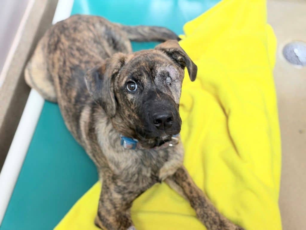 Sammy Davis - Large Cross Breed available for adoption