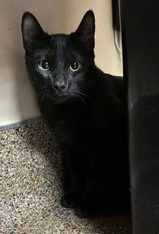 Theodore - Domestic Short Hair cat available for adoption at Edmonton Humane Society in Edmonton