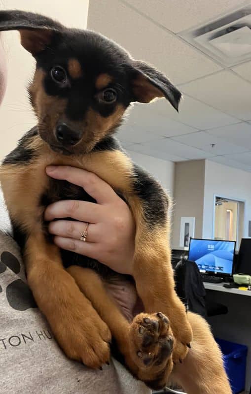 Quokka - Shepherd - Siberian Husky available for adoption at Edmonton Humane Society in Edmonton