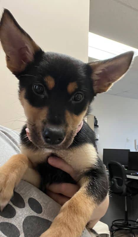 Wallaby - Shepherd - Siberian Husky available for adoption at Edmonton Humane Society in Edmonton