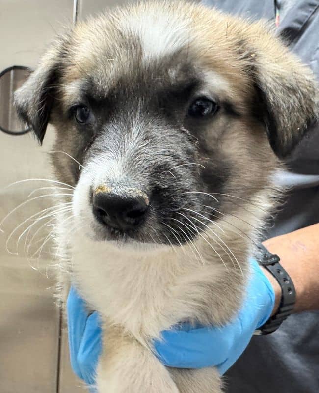 Piper - Large Cross Breed available for adoption at Edmonton Humane Society in Edmonton