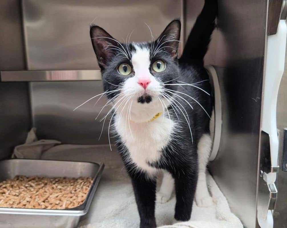 Babs - Domestic Short Hair cat available for adoption at Edmonton Humane Society in Edmonton (1 of 6)