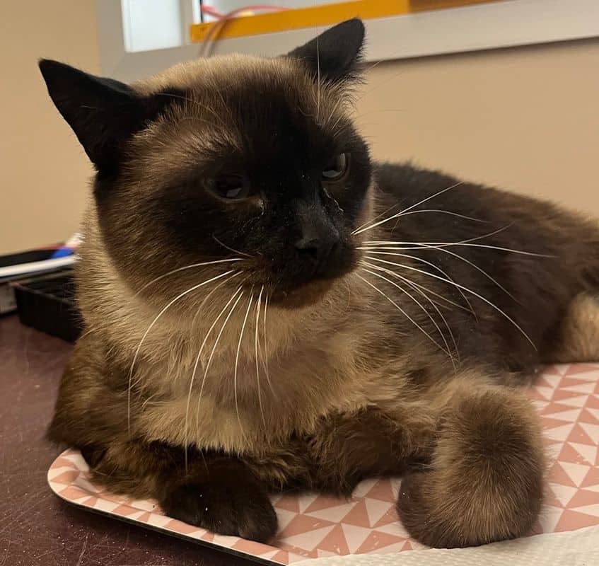 Mia - Siamese cat available for adoption at Edmonton Humane Society in Edmonton (1 of 3)