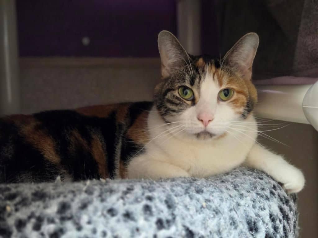 Cattitude: Whimzie - Domestic Short Hair cat available for adoption at Edmonton Humane Society in Edmonton (1 of 7)