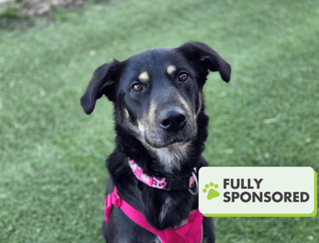 Poppy - Shepherd available for adoption