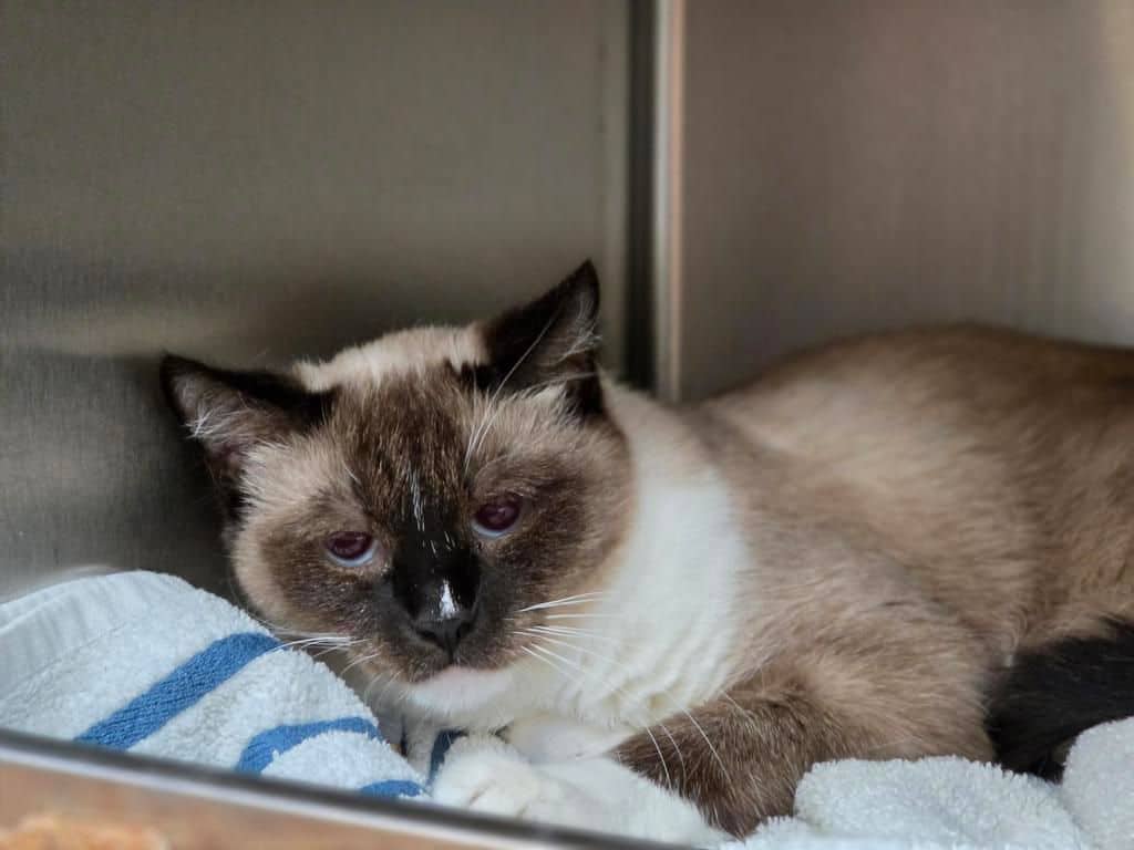 Cattitude: Rella - Snowshoe cat available for adoption at Edmonton Humane Society in Edmonton (1 of 7)