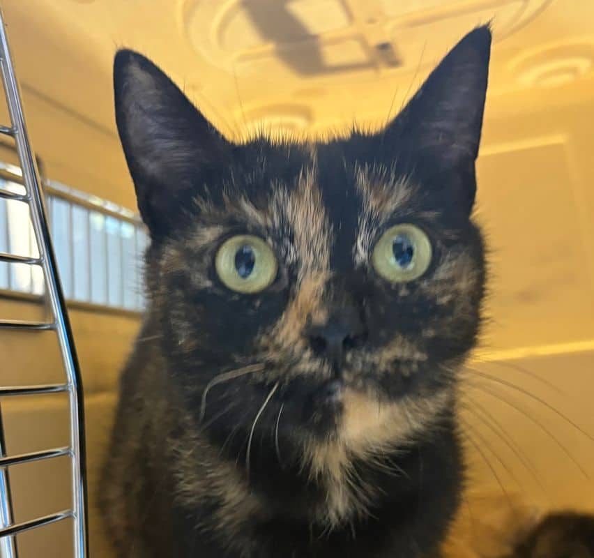 Isla - Domestic Short Hair cat available for adoption at Edmonton Humane Society in Edmonton