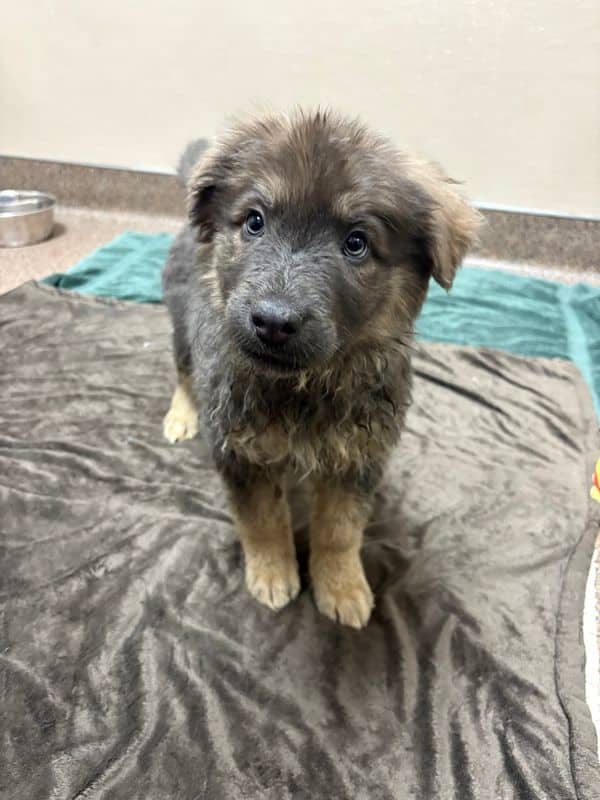Seal - Shepherd available for adoption at Edmonton Humane Society in Edmonton