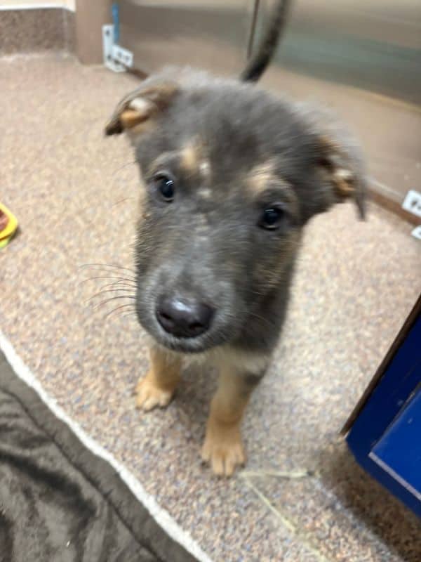 Sol - Shepherd available for adoption at Edmonton Humane Society in Edmonton