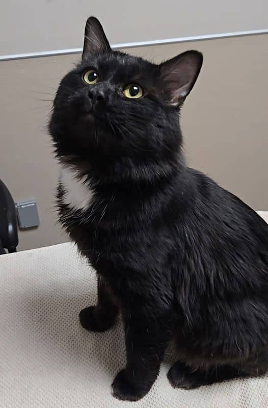 Doopliss - Domestic Medium Hair cat available for adoption at Edmonton Humane Society in Edmonton (1 of 5)