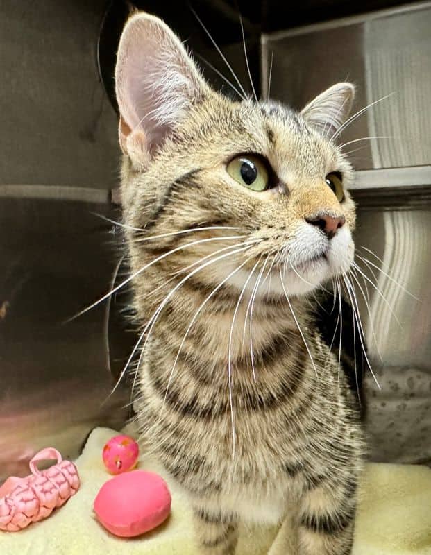 Livvy - Domestic Short Hair cat available for adoption at Edmonton Humane Society in Edmonton (1 of 3)