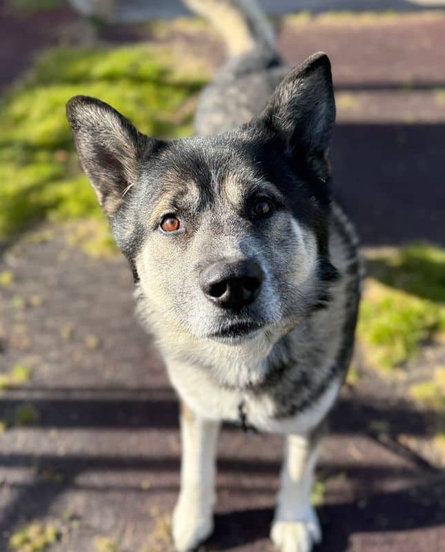 Tatanka - Alaskan Malamute available for adoption at Edmonton Humane Society in Edmonton (1 of 7)