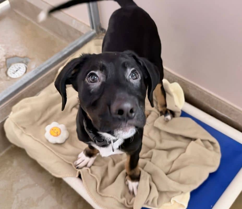 Dewey - Rottweiler available for adoption