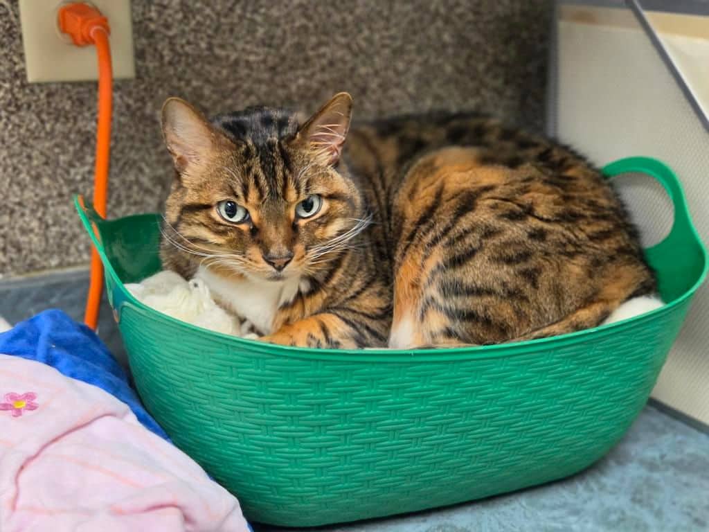 Athena - Bengal cat available for adoption at Edmonton Humane Society in Edmonton (1 of 7)