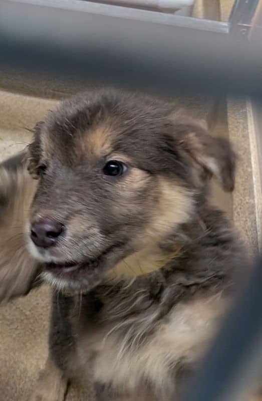 Charcoal - Shepherd available for adoption