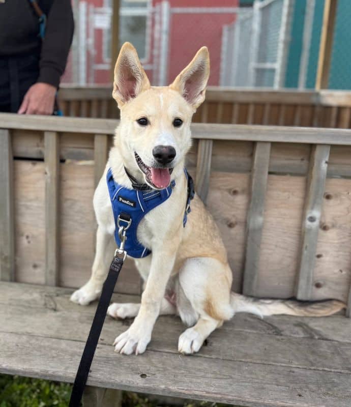 Dolores - Siberian Husky available for adoption